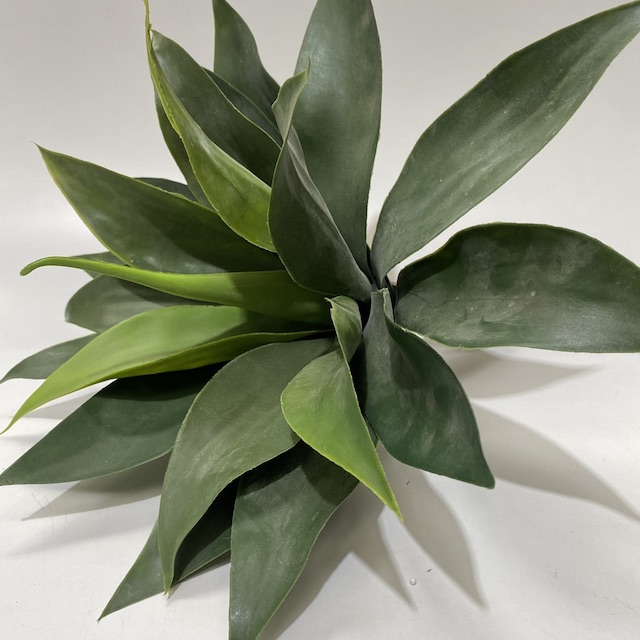 GREENERY, Succulent - Agave Plant Medium (30-35cm)